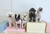 ぱんちゃん♡ぽんちゃん♡リーチくん♡ぷっかくん♡じろうくん「ましゅまろ幼稚園🐾」