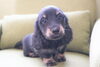 「ミニチュアダックス子犬情報」