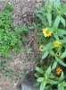 ジニア「emigreenmoonの花ばたけ」