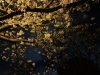 「会社の近所の桜が満開でした♪」
