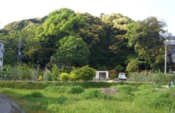 金色に輝く鎮守の森