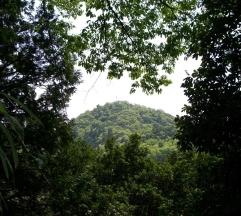 宝山寺境内の樹間に見えた天狗松