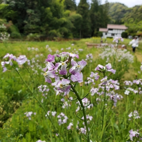 おろち大根の花「野菜の仕入れに行ってきました！」