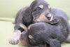 「ミニチュアダックス子犬情報」