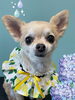 「Dog salon mofu mofu　余市町」