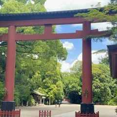 新緑に包まれる6月の武蔵一宮氷川神社