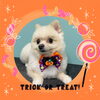 「Dog salon mofu mofu　余市町」