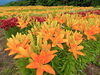 「魚沼市月岡公園の花ひろばでユリが見頃！7月1日にはユリまつりも開催！」