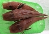 「魚魚市場鮮魚コーナーおすすめは「ヒラメ」です♪」