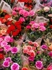 「母の日のお花、入荷しました！お好きなギフトをラッピングいたします🌸」