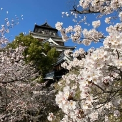 ■中区■日本ならではの絶景　お城と桜