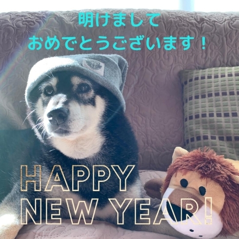 新しい枕のライオンさんと「新年のご挨拶」