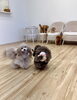 リリーちゃんＹｕＹｕが好き💕「ましゅまろ幼稚園🐾」