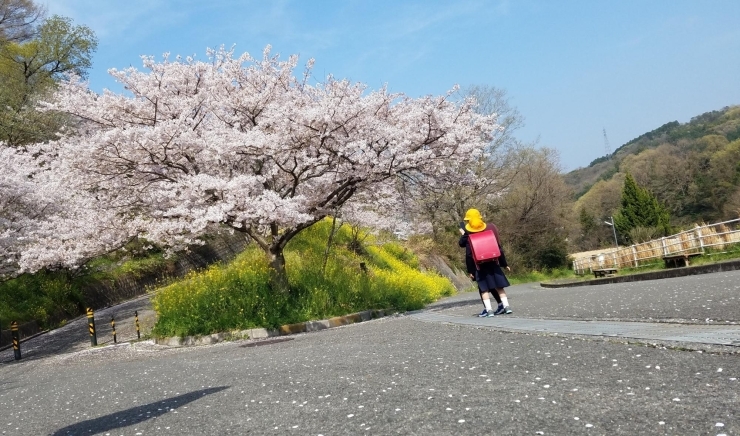 だってもうすぐ今年の半分が終わる！時がたつのは早い「【2022年度募集要項】来年小学校になるお子様をお持ちの方必見です！」