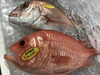 「魚魚市場鮮魚コーナーおすすめは「島根県産甘エビ・スルメイカ」です♪」