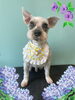 「Dog salon mofu mofu　余市町」