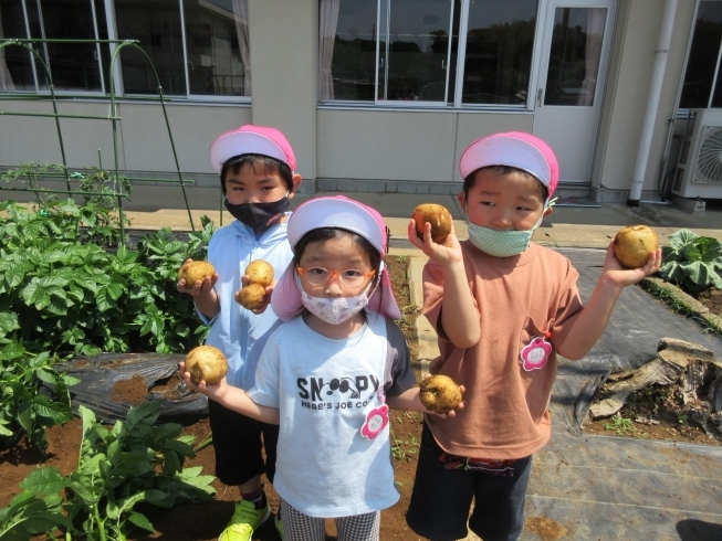 コロコロ可愛いじゃがいも♡「じゃがいも掘り♬」