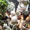エスポストア　幻楽「植物大量入荷！　アストロフィツム ユーフォルビア 姫小松　オプンチア セレウス ホリダ　塊根 などなど」