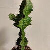 おしゃれな鉢と込み「802PLANT SHOP おすすめ植物　ユーフォルビア　グランディアラータ　高さ40cm　横15cm 珍奇植物　さぼてん　多肉　八王子」