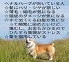 ヘナにはデメリットもたくさんあるけど、心身共に幸せになれるメリットもたくさんある🌿「美容コストを抑えても我慢しない🌿むしろ今よりもっともっと綺麗✨️『白髪ぼかし』も『髪質改善』も✨️」