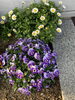 「幸せを振り撒くお花たち」
