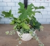 人気の寄せ植え「【はなやホック皆生】観葉植物入荷しました。」
