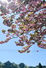 「桜緑茶🌸」