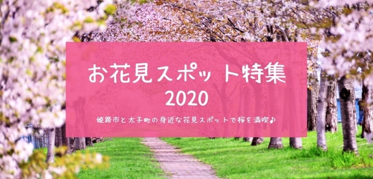 姫路のお花見おすすめスポット特集 桜が綺麗な花見スポットをご紹介 まいぷれ 姫路