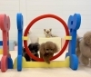 チャコちゃんジャンプ💨「ましゅまろ幼稚園🐾」
