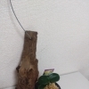 着生用流木