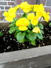 黄色が鮮やかなビオラですね。「お花を植え替えました。」