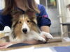 ひざの上でお迎え待ち✩「今日のわんちゃん☆（西京区トリミングサロン・ペットホテル・訓練）」