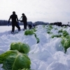「岩手県北上市相去町　「うるおい春夏秋冬　@uruoihitotose 　」さんの「雪の下きゃべつ」です！！」