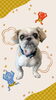 「Dog salon mofu mofu　余市町」