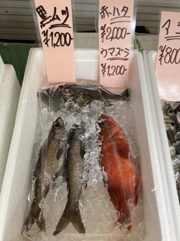 黒ムツ、アカハタ、ウマズラ「木曜日は魚市！(金沢区、磯子区での鮮度抜群の魚は宅配310)」