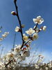 梅の花「春のおとずれ　菜の花　梅の花」