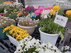 「母の日にはお花を。寄せ植えもおすすめです。南魚沼の花屋、フローリストたかの。」