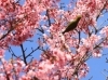 オカメザクラにメジロがいました