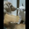ねこパンチをくらうミニチュアダックス！おもしろ可愛い猫と犬 Dachshund and Cat Slap Fest one-way love　＃9