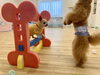米ちゃん　😳　歩いてる⁉️「ましゅまろ幼稚園🐾　金曜日パート2」