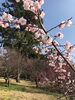 「今治市桜井も梅の見頃の季節になりました」