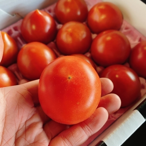 「しょっぱいトマトではないですよ‼(笑) 熊本県産「塩トマト」」