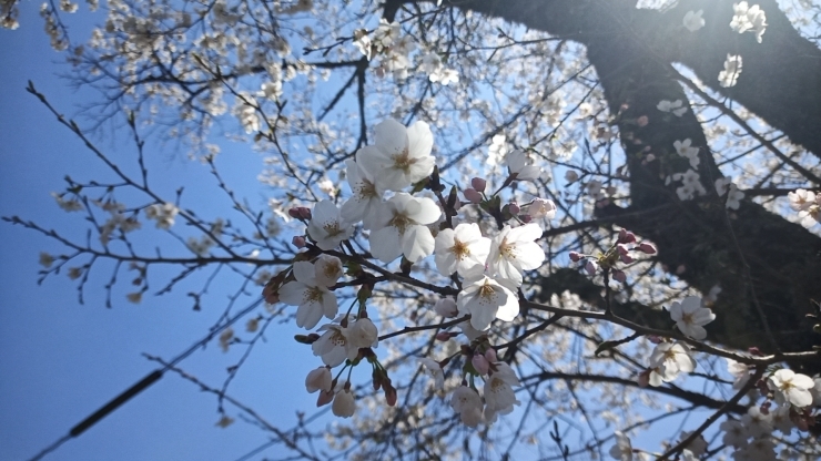 キャンプ場より標高が低いので花が多め「大佐山の桜情報」