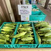 「道の駅木曽福島『高原産とうもろこし』9月前半頃まで入荷予定！」