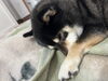 「開所11年目に突入いたしました🐕💕」