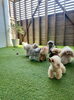 わんこと一緒の休日「わんこと休日🐶」