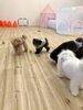 追いかけっこ中〜「ましゅまろ幼稚園　Ｕ・.・Ｕ」