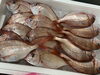 「本日鮮魚入荷致しました。[岩牡蠣は７月から販売致します。]」