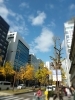 御堂筋にはまだ紅葉が「草谷☆クリスマスコレクション☆開催中」