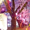 無線山さくらまつり！2017年【夜桜編】